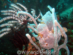 My first frogfish :) by Wijnand Plekker 